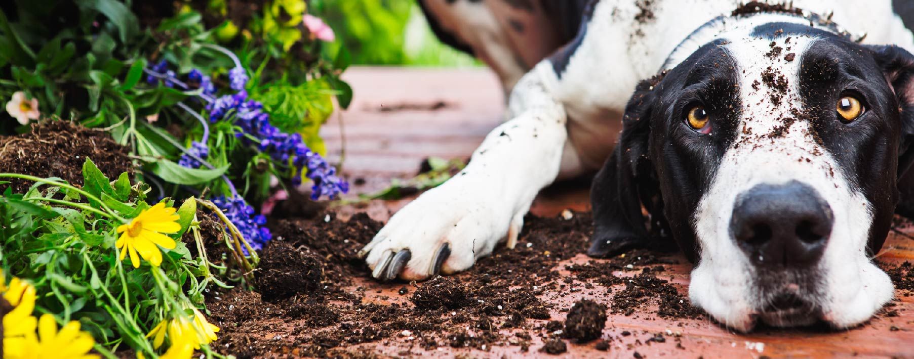 Five practical tips for pet proofing your home - RugPadUSA