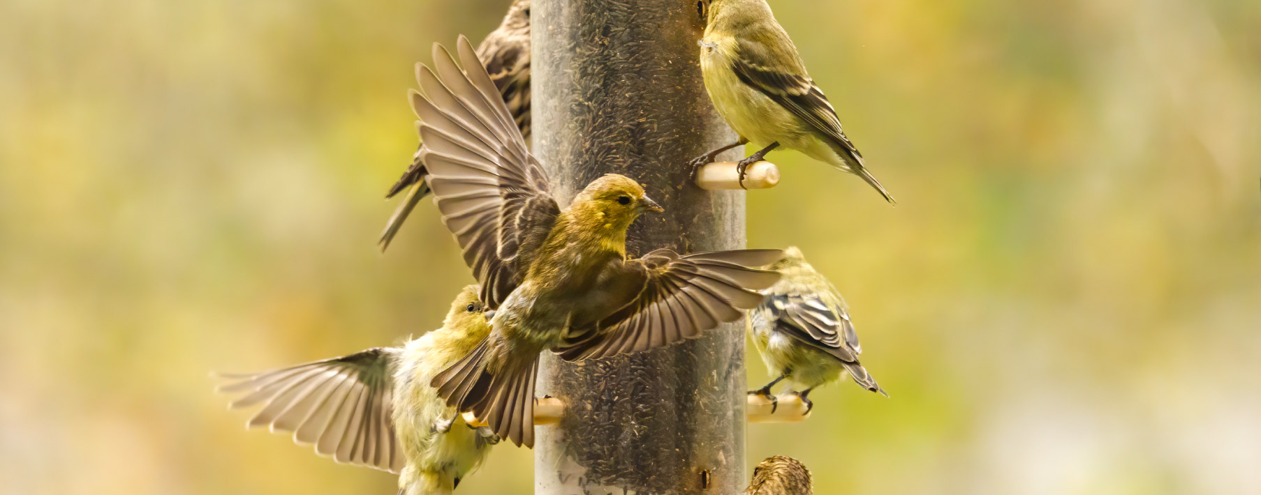 Four yellow finches visit a birdfeeder that is filled with black seed.