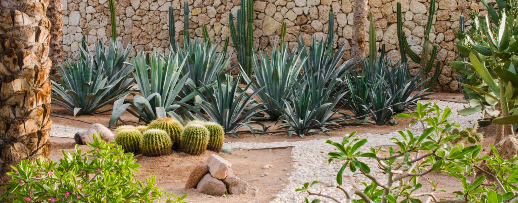 Image of a xeriscaped lawn with cactus, gravel and other plants