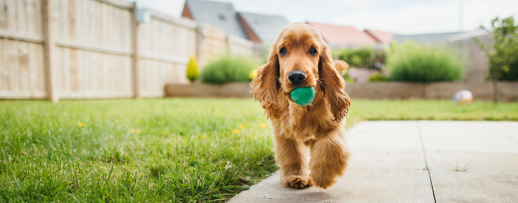 Small dog running next to grass with a ball in his mouth