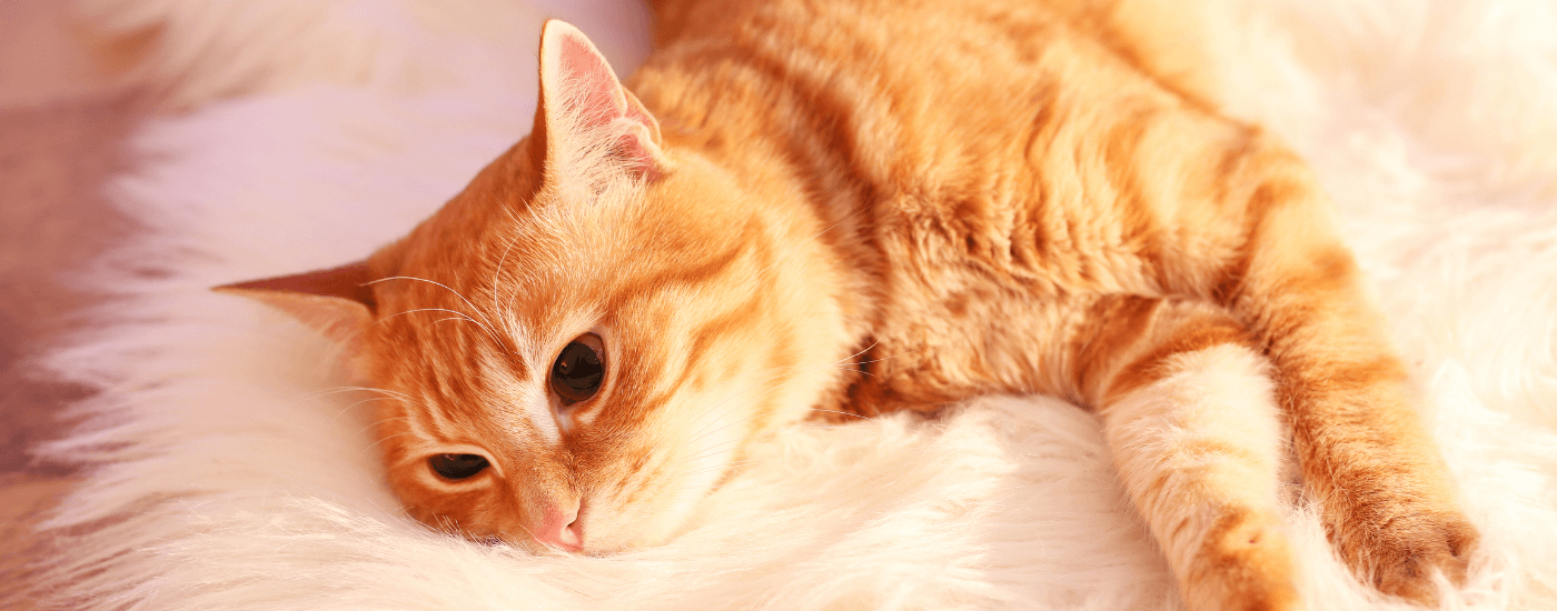 orange cat laying down on a fluffy cat bed