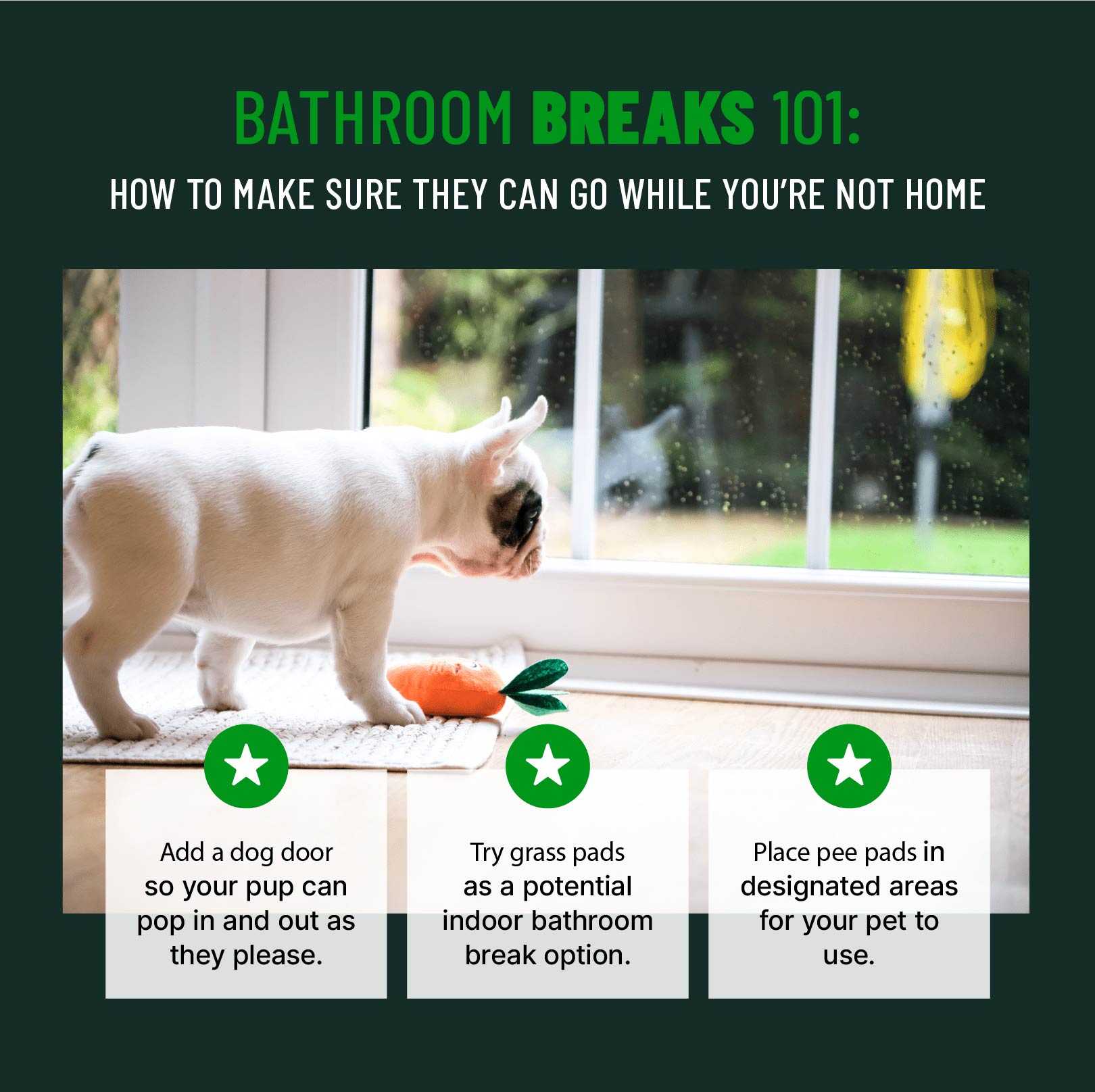 Illustrations and copy covering how your dog can go to the bathroom while you're not home