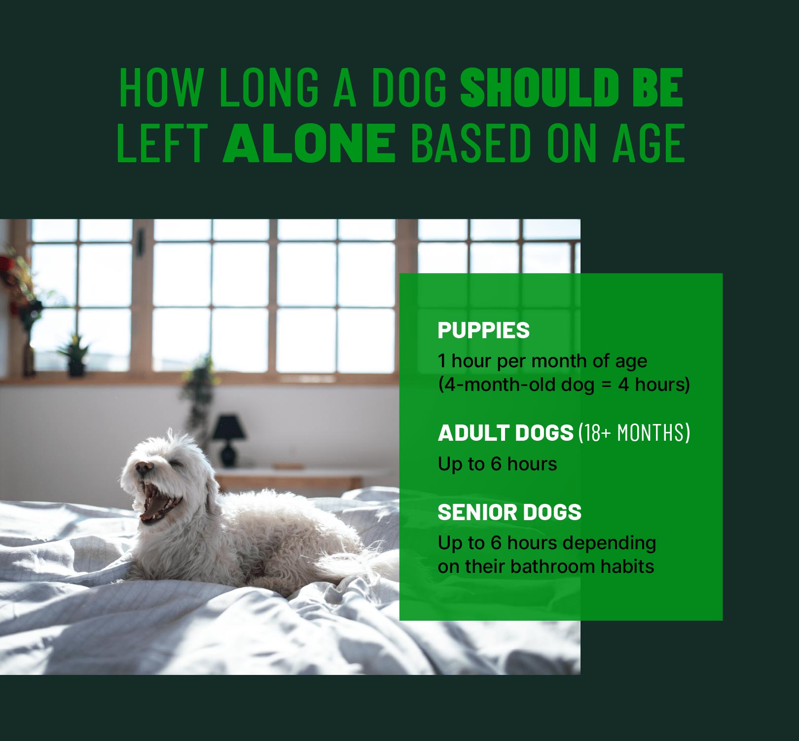 Illustrations and copy explaining how long a dog can be left home alone based on age