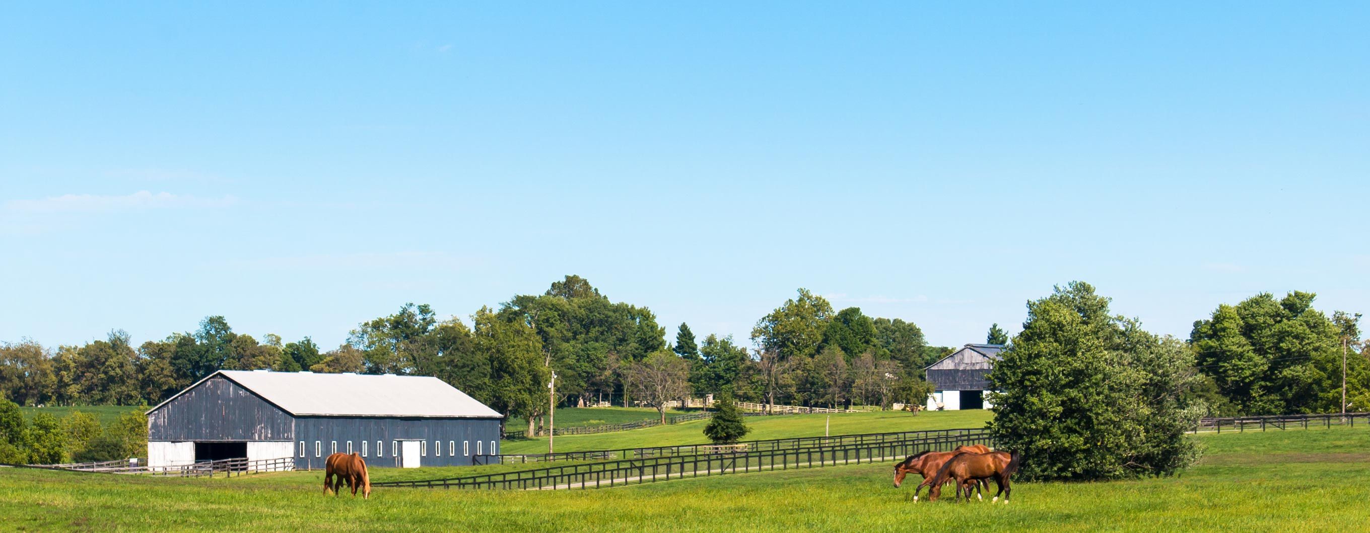 Image of a large farm house with horses grazing in a field below a clear blue sky