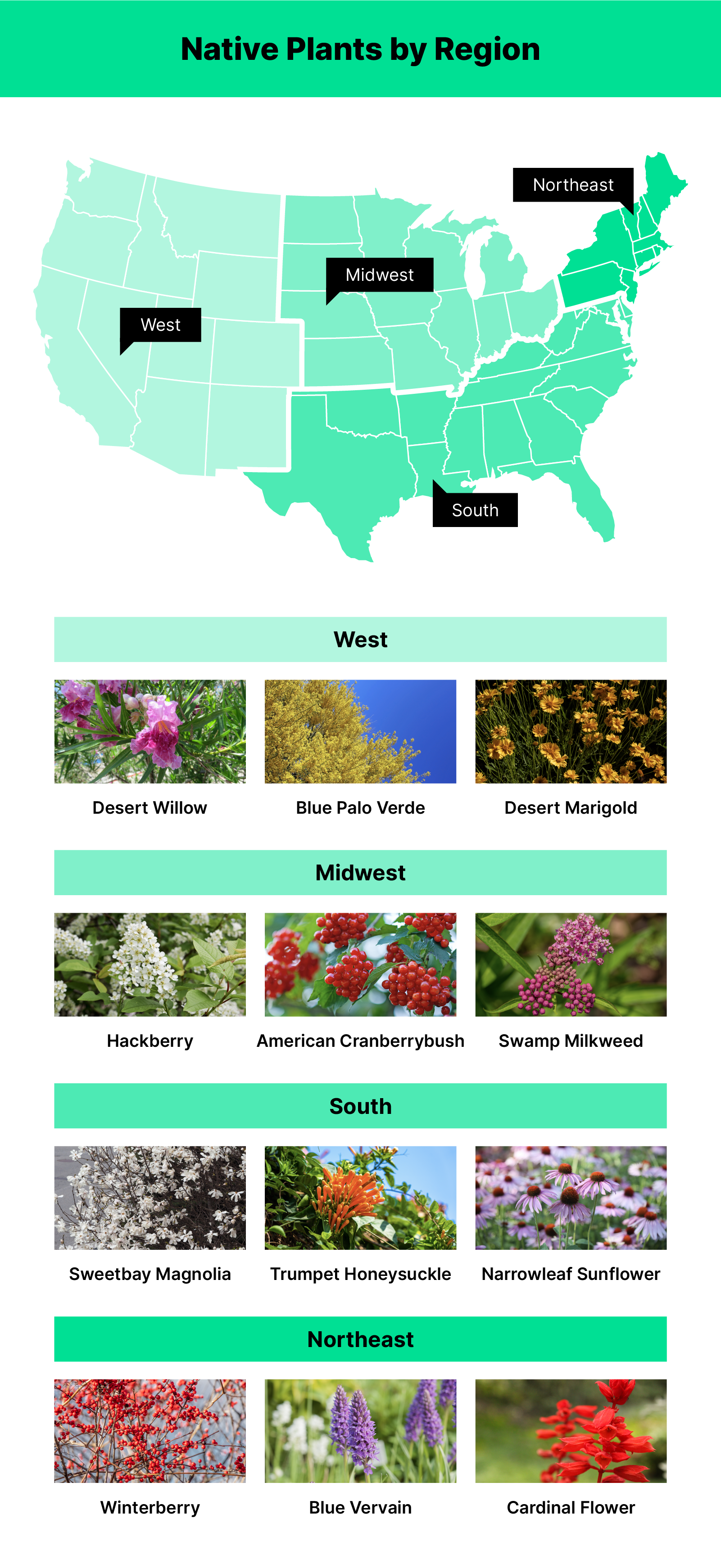 Map of the US with the regions separated out and images of native plants for each region below