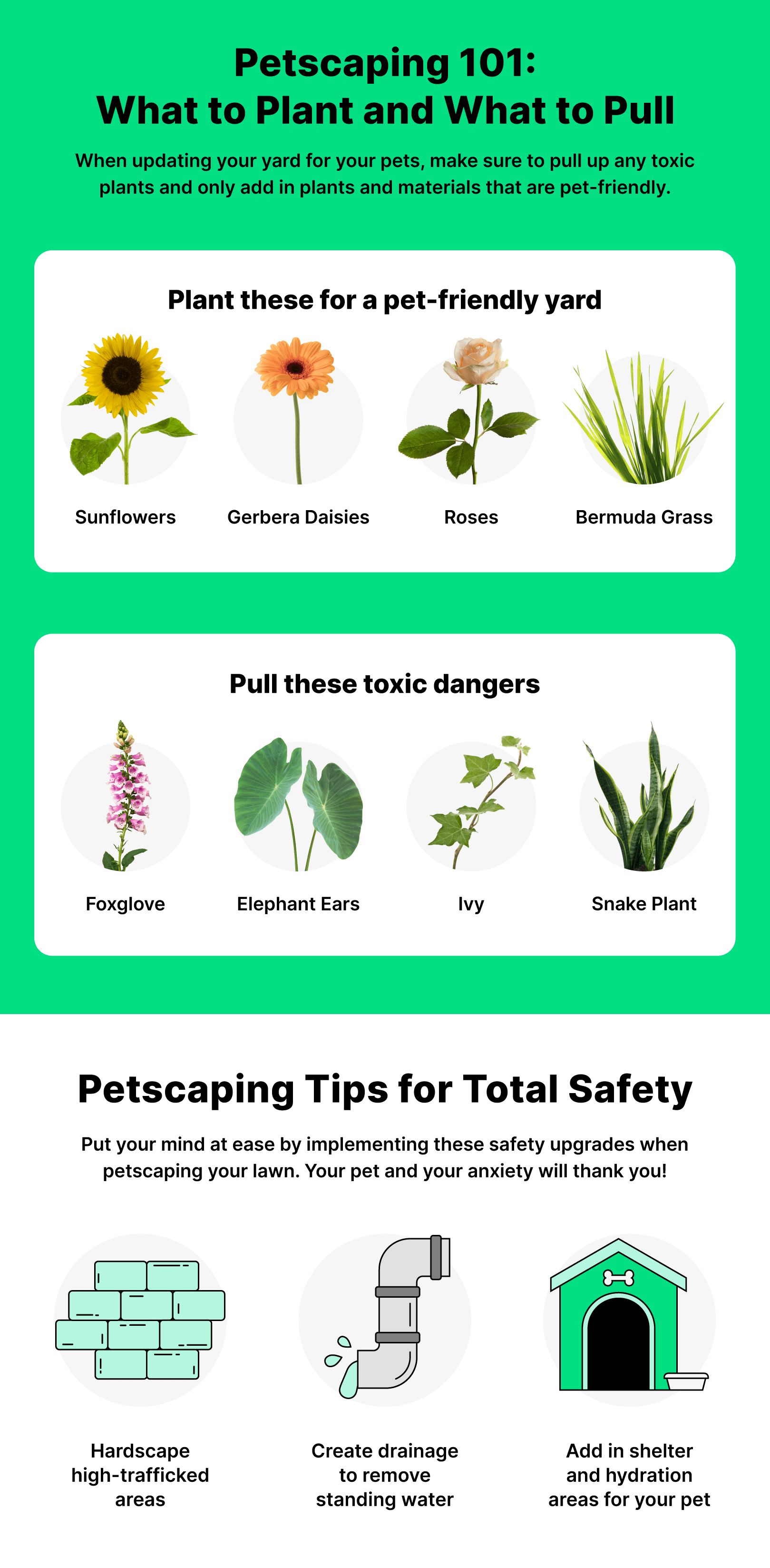 Images of different plants to plant or pull in your yard to keep your pet safe with other tips