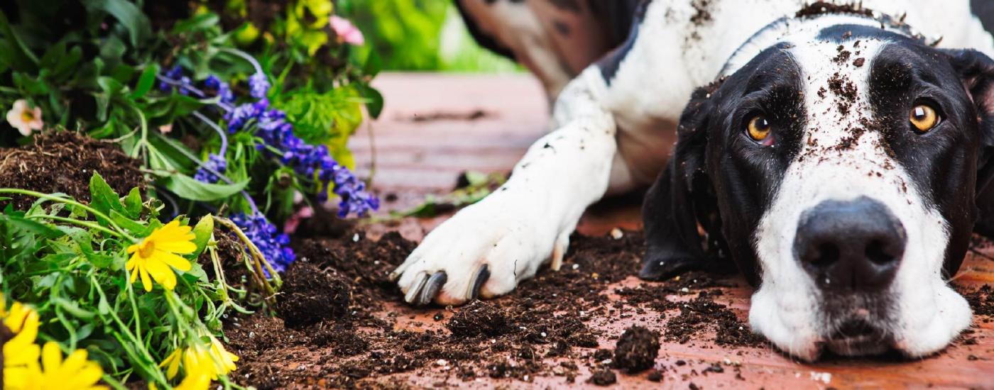 A dog laying on a patio next to a flower bed covered in dirt