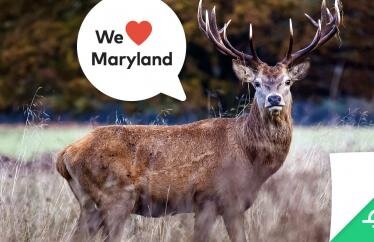 Hippo launches home and condo insurance in Maryland.