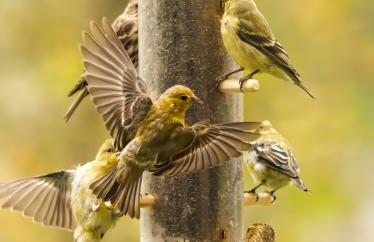 Four yellow finches visit a birdfeeder that is filled with black seed.