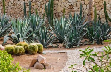 Image of a xeriscaped lawn with cactus, gravel and other plants