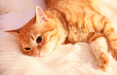 Hippo's Tippos to Cat-Proof Your Home with Style
