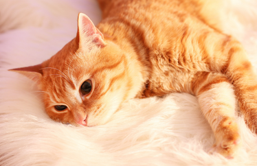 orange cat laying down on a fluffy cat bed