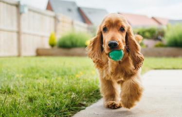 Small dog running next to grass with a ball in his mouth